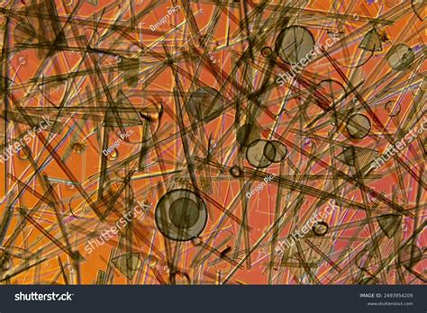Microscopic View Diatoms Diatoms Reproduce By Stock Photo 2493954209 | Shutterstock