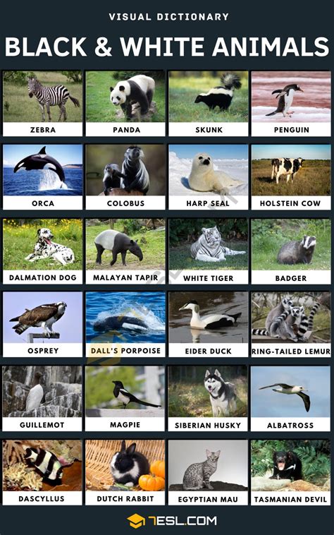 Black and White Animals: 45 Cool Animals that Are Black and White • 7ESL
