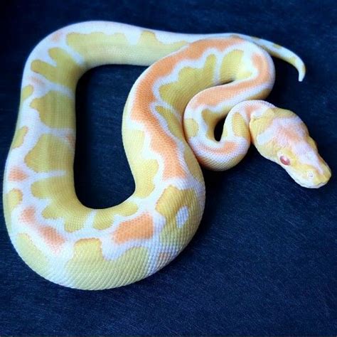 Albino Clown ball python Pretty Snakes, Cool Snakes, Colorful Snakes ...