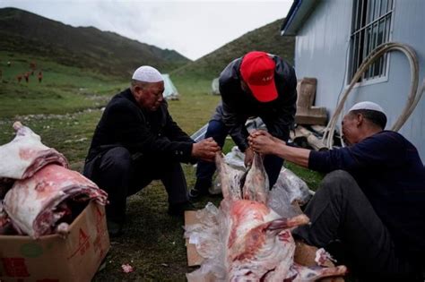 Viagra Of Himalayas - Cordyceps Fungus On Mountains In China Is More ...