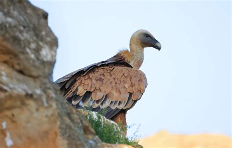 Wallpaper bird, predator, Griffon vulture, Magov Marat for mobile and ...