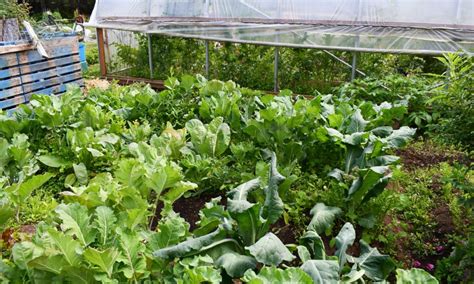 Image result for Zero Waste Tree