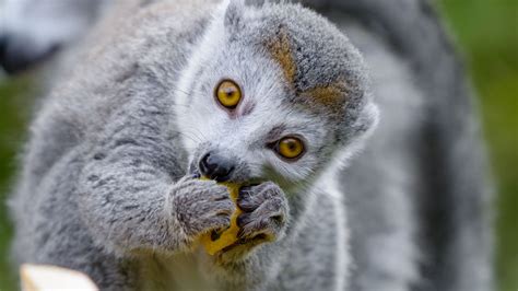 Wallpaper lemur, food, eat, cute, animal hd, picture, image