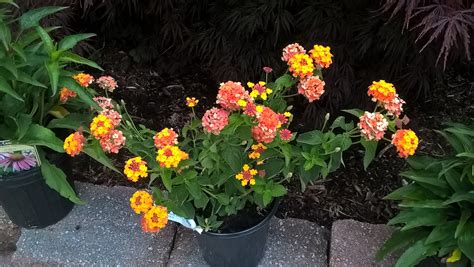 Perennial Plant Lantana Miss Huff