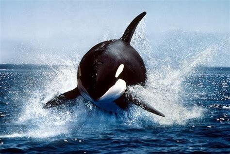 巨齿鲨和虎鲸谁才是海洋霸主？大数据告诉你答案
