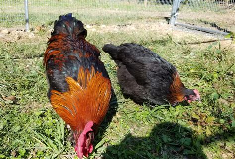 French Black Copper Marans – The Pasture Farms