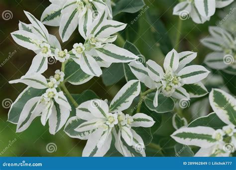 White Small Flowers, Green, White Leaves Stock Image - Image of ...