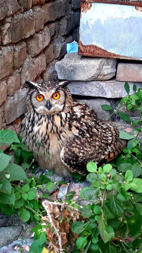 Rare Owl: ఆదిలాబాద్ లో అరుదైన గుడ్లగూబ.. | తెలంగాణ - News18 తెలుగు