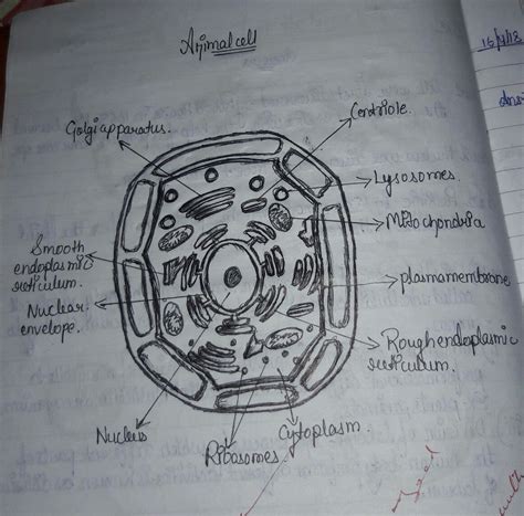 Sketch and label both plant and animal cells. - Brainly.in