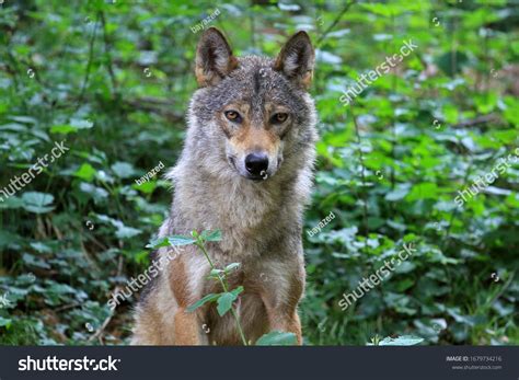 2,027 Italian Wolf Images, Stock Photos & Vectors | Shutterstock