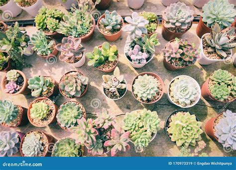 Miniature Succulent Plant in Pot Various Types Mix of Collection ...
