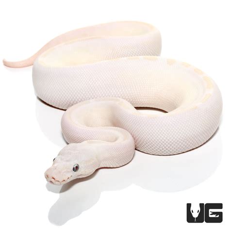 Image result for Lesser Ball Python