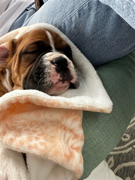 Image result for Golden Cockapoo