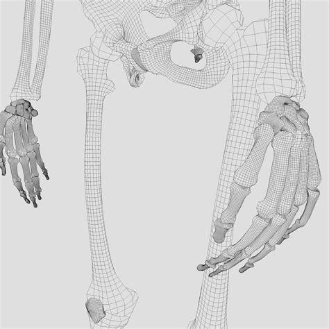 Image result for Model of Skeleton