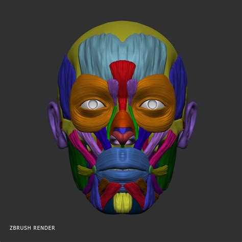 Muscle Head Model Computer Graphics Simulation 的图像结果