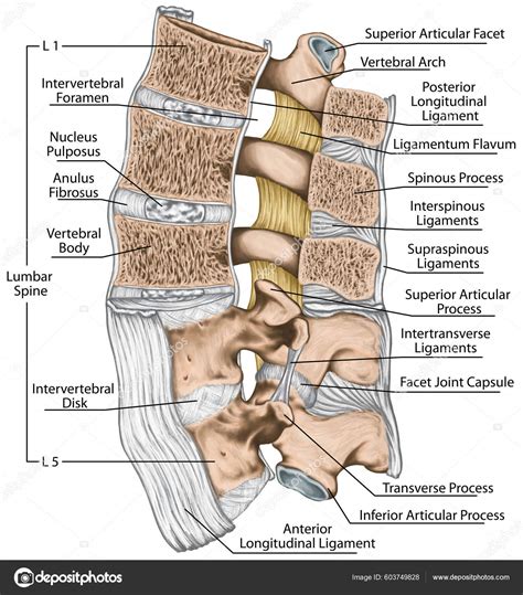 Ligaments Lumbar Spine Structure Ligaments Surrounding Lumbar Spine Anterior Longitudinal ...