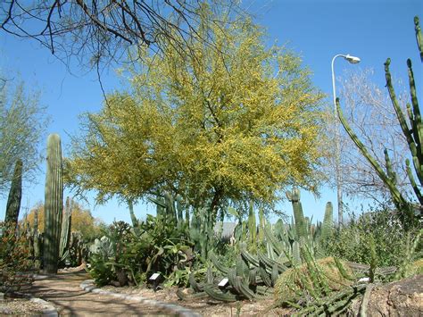Palo Verde Planting Instructions at Sue Frye blog