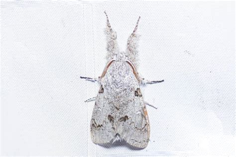 Dasychira cinctata | Moths
