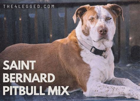 Saint Bernard Pitbull Mix: A Gentle Giant With A Heart Of Gold