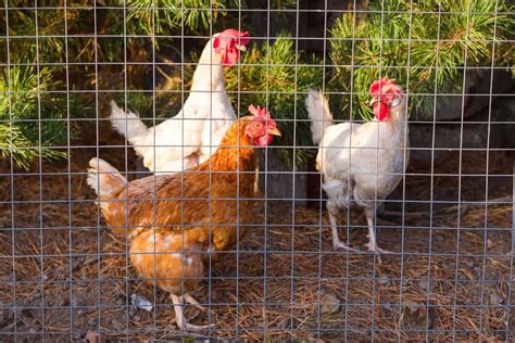 Chicken Wire vs. Hardware Cloth for Chicken Coop Security - Daily Chickens