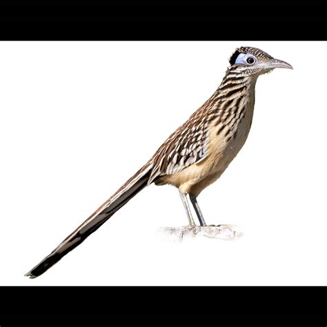 Lesser RoadRunner 的图像结果