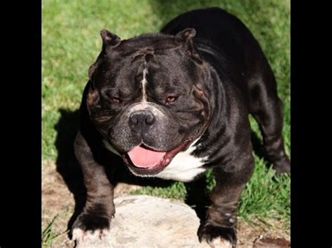 Image result for Bully Silentpatch Install