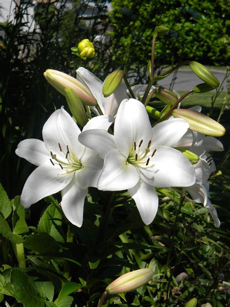 Free Images : lilies, flower, flowering plant, flora, spring, lily ...