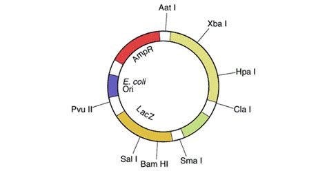Recombinant DNA Technology 的图像结果