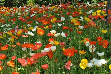 Poppy Field 2020 的图像结果