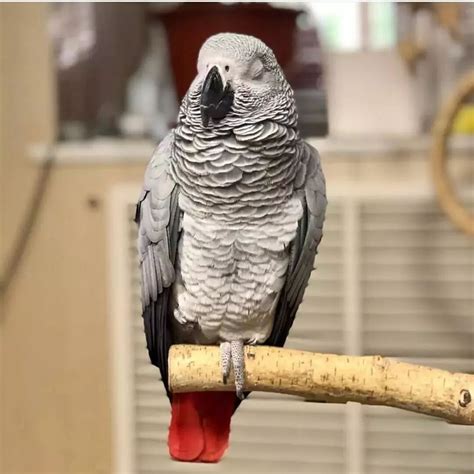 African Grey Parrots for Sale Near Me - Afro Birds Farm