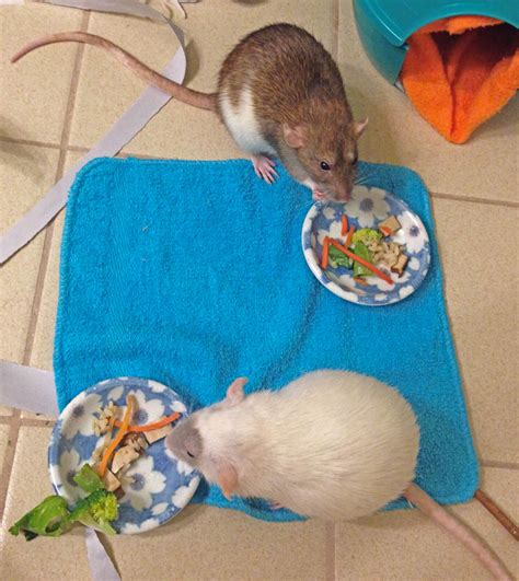 Nutrition - About Pet Rats