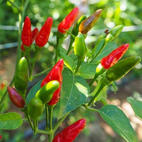 Creative Farmer Vegetable Seeds Thailand Chilly Birds Seeds - Bird ...