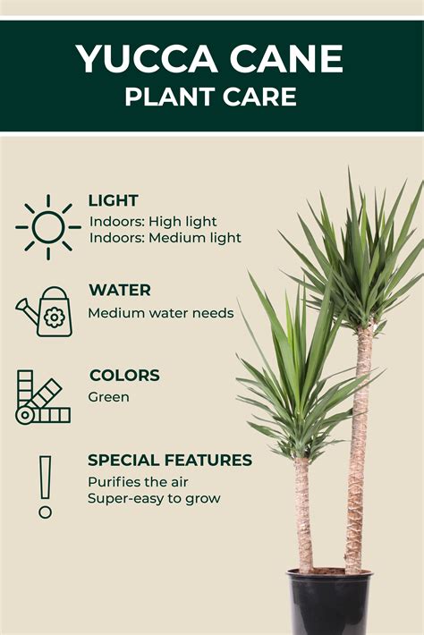 Yucca cane – Artofit