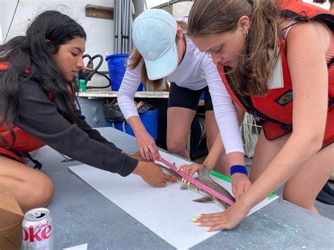 Are there sharks in Delaware waters? Yes, here's what you need to know