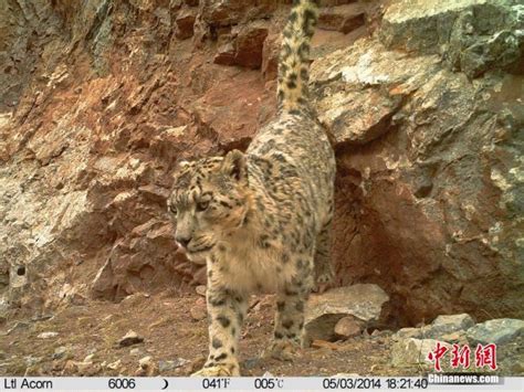 科研团队在澜沧江源区拍摄到雪豹38次|文章|中国国家地理网