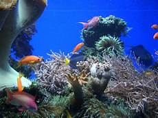 malvorlagen unterwasser tiere um unterwasser landschaft foto bild tiere zoo wildpark malvorlagen unterwasser tiere um unterwasser landschaft foto bild tiere zoo wildpark