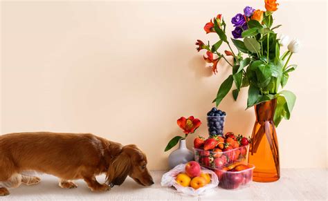 Can Dogs Eat Nectarines? 4 Surprising Health Benefits Included