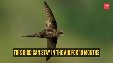 GK fact of the day: This bird can stay in the air for 10 months
