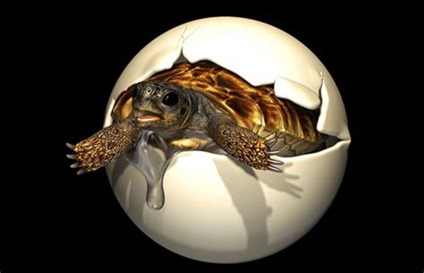 恐龙时代的稀有胚胎由人类大小的乌龟产下 - 浆糊月报