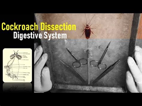 Cockroach Dissection Kit 的图像结果