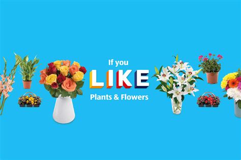 Plants and Flowers | ALDI UK