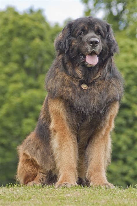 25 giant dog breeds that make the best pets – Artofit