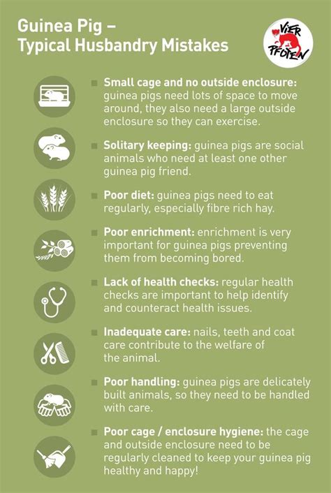 Common Mistakes when Keeping Guinea Pigs - FOUR PAWS International ...