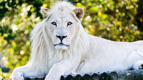 White Lion Wallpapers - Top Free White Lion Backgrounds - WallpaperAccess