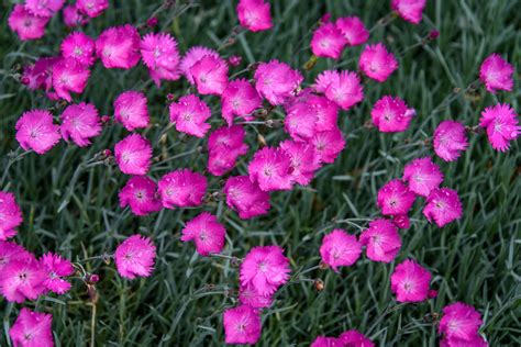 Will Deer Eat Dianthus Flowers at Kristina Johnson blog