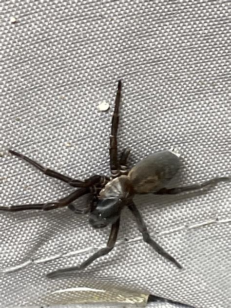Regular house or a lost white-tailed spider in Seattle : r/spiders