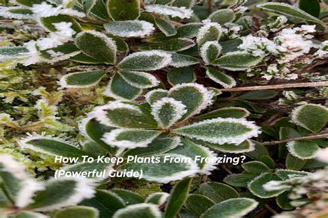 How To Keep Plants From Freezing? (Powerful Guide) | Solution Tales