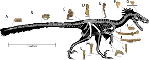Extraordinary Fossils of a Rare "Feathered Raptor" Found in New Mexico ...