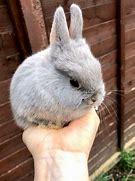 Image result for netherland dwarf bunny