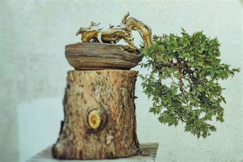 Bonsai: A Look Sideways — National Bonsai Foundation